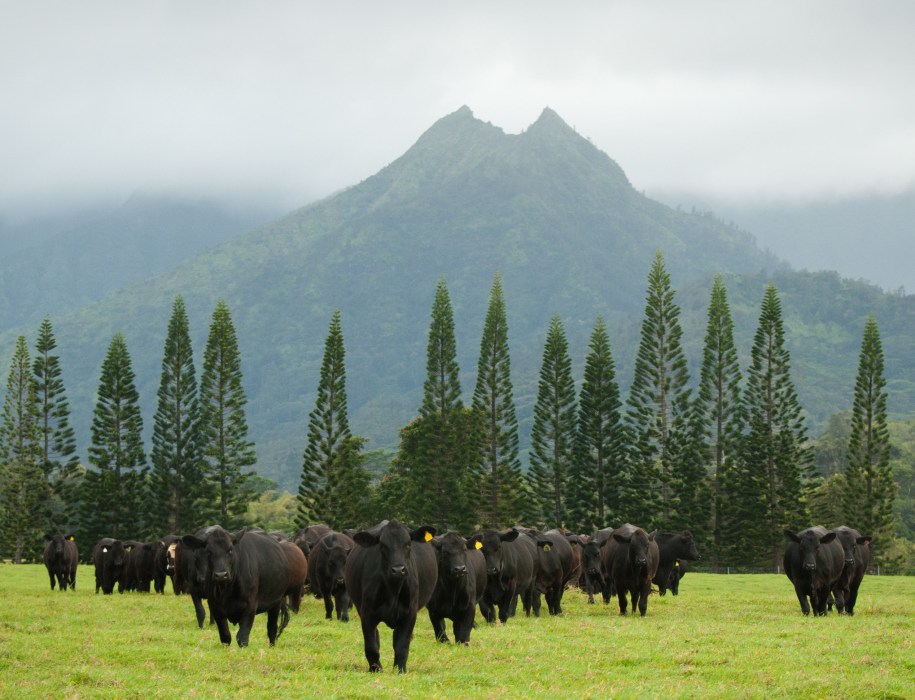 Kauai Contact & Directions Princeville Ranch