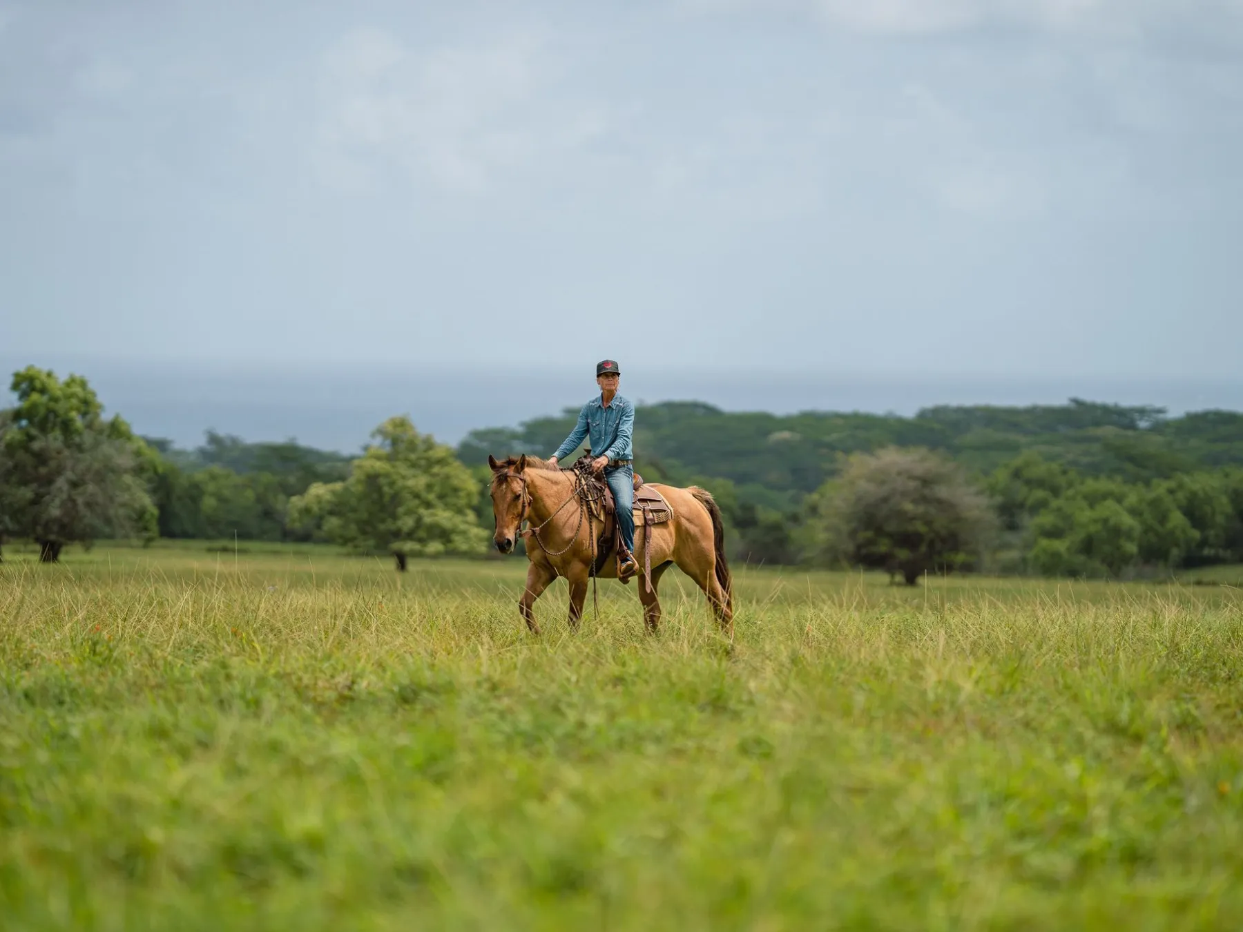a herd of elephants walking across a lush green field