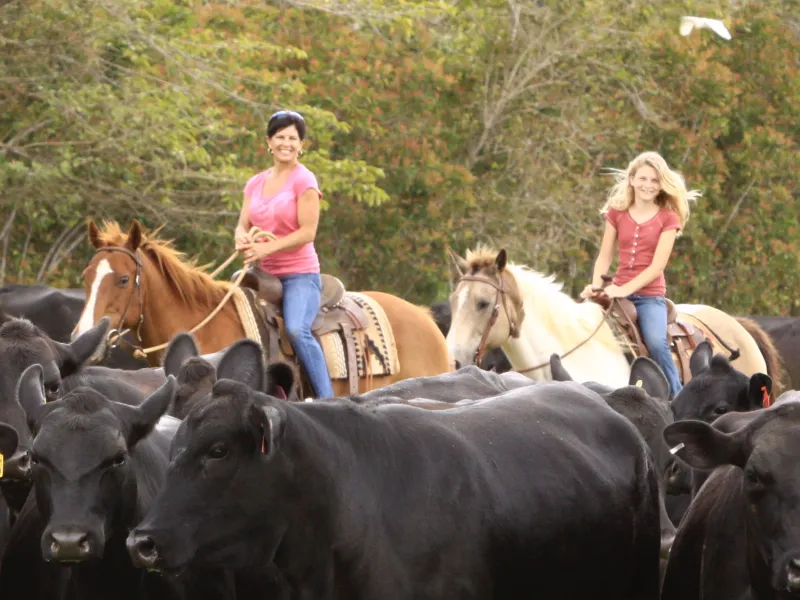 a group of people standing next to a cow